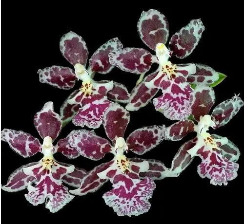 Oncidium Alliance - Oncidium Nanboh Waltz