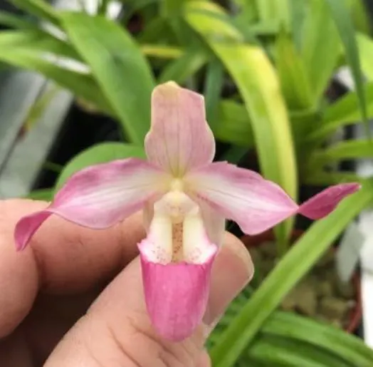 Phragmipedium Devil`s Rose (Phragmipedium)