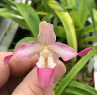 Phragmipedium Devil`s Rose (andreettae x hartwegii)