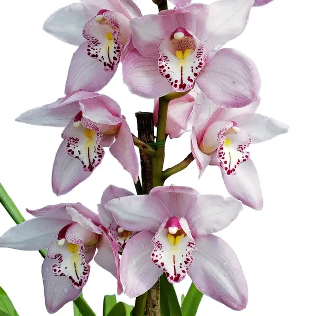Cymbidium Baltic Elegance 'Carmen'