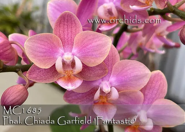 Phalaenopsis Chiada Garfield 'Fantastic' (Phalaenopsis)