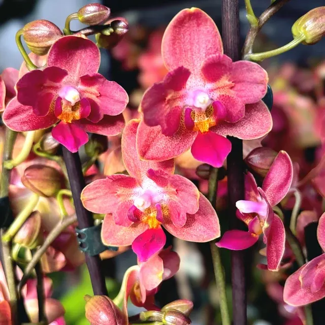 Phalaenopsis Alice - Parfumat & Peloric
