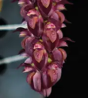 Bulbophyllum muscarirubrum