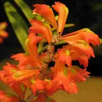 Dendrobium faciferum var. orange