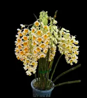 Dendrobium thyrsiflorum – Blooming Size