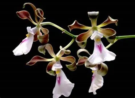 Encyclia cordigera x sib