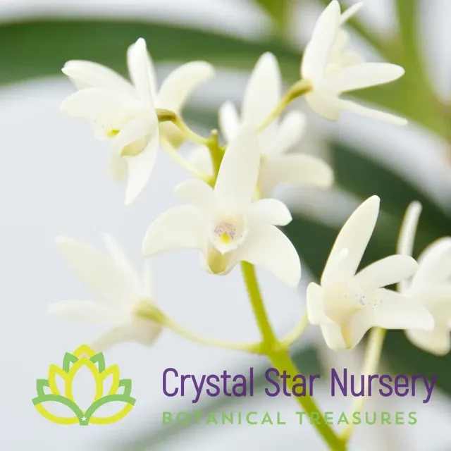 Dendrobium Speciosum X Kingianum (Dendrobium)