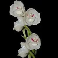 Peristeria elata