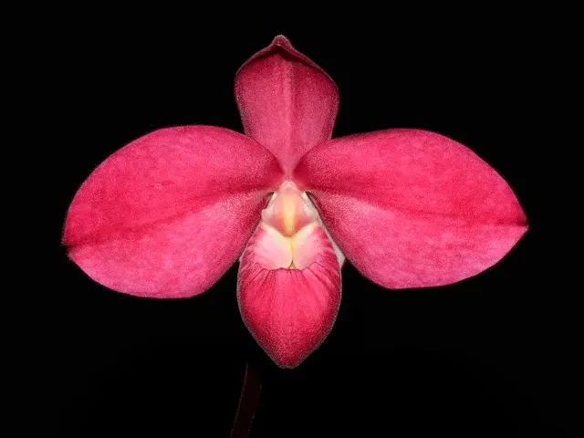 Phragmipedium Tomodachi 'Camila' (Phragmipedium)