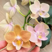 [Bare-root][New] #PA# Phal. Younghome Walle 瓦力 [2.4" BS][Sept in stock 26]