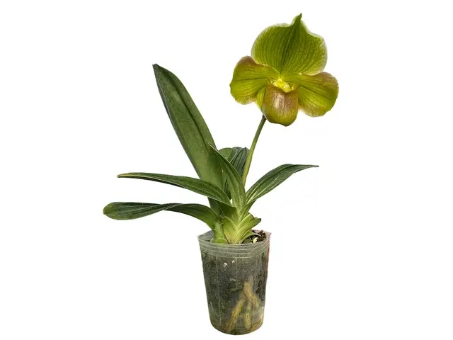 Paphiopedilum Happy Andes (Paphiopedilum)