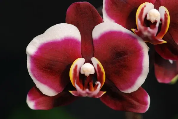 Doritaenopsis GAUCHO