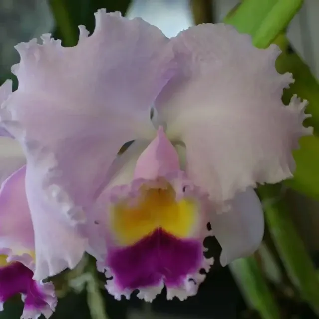 Cattleya trianaei 'FCC/AOS (species) 5' (Cattleya)