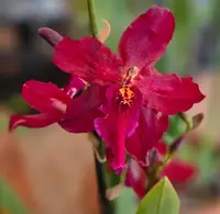 Oncostele Alkamaar
