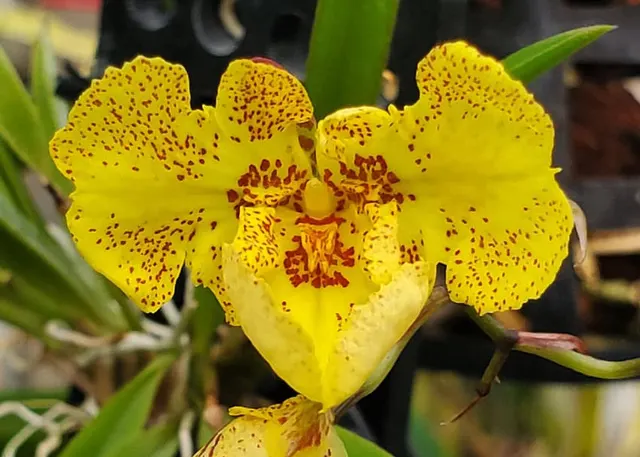 Zelemnia Midas