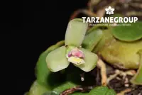 CONSTANTIA RUPESTRIS CREEPING MINIATURE ORCHID MOUNTED