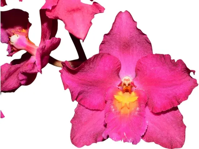 Oncidium Lovely Penguin (Oncidium)