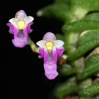 Schoenorchis scolopendria