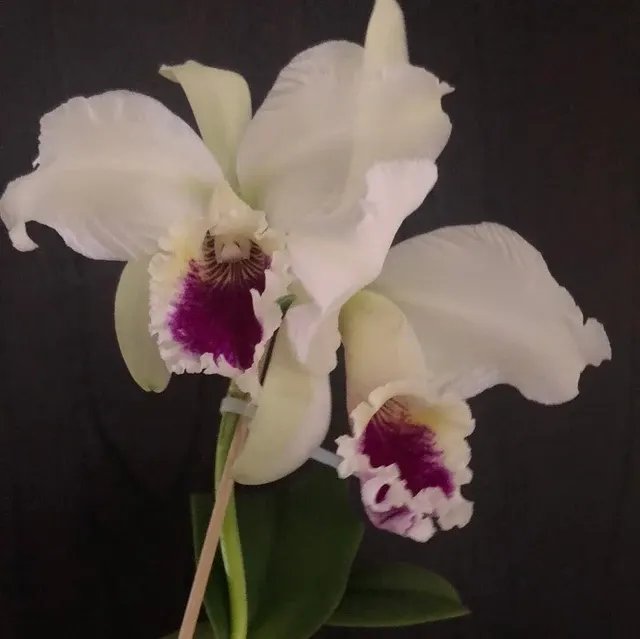 Cattleya labiata var amesiana s 'Canaima' (Cattleya)