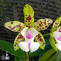 [Bare-root] #CA# C. YNS Green Leopard 'Jade Dragon' [2.8 BS][Aug in stock 26]