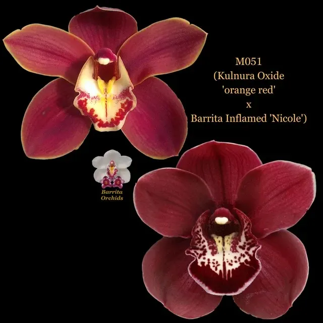 Cymbidium Seedling M051 'Orange Red' (Cymbidium)