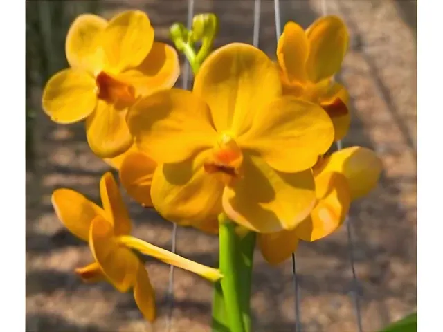 Vanda Chartreuse Gold (Vanda)