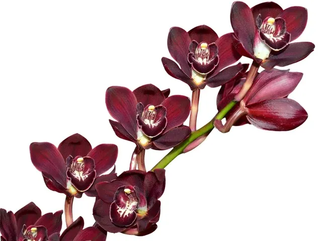 Cymbidium Red Rose 1 H00185 (Cymbidium)