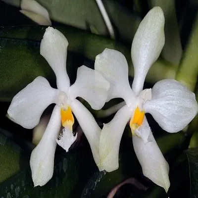 Phalaenopsis micholitzii sp (Phalaenopsis)