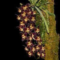 Chiloschista lunifera sp. - 'select'