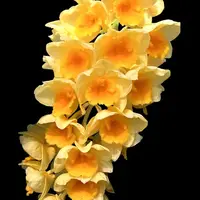 Dendrobium Orchid Guibertii Exotic Plant