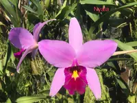 Laelia anceps ‘Nyala’