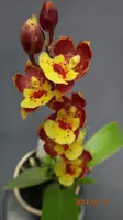Hwar. Chian-Tzy Lovely 'CT-Goldmine' (CTC412) Hwra.=Howeara