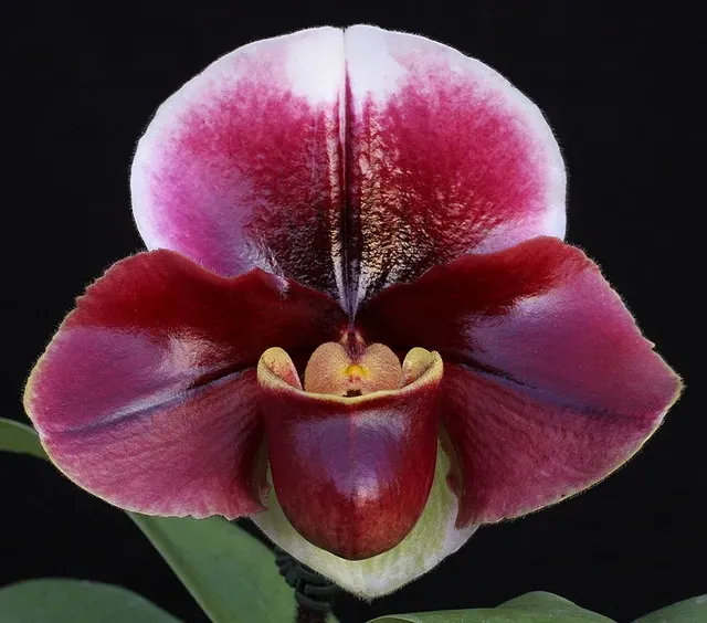 Paphiopedilum Flash Point 'Rotunda' x Cupid's Arrow 'Braveheart' (Paphiopedilum)