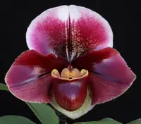 Paphiopedilum Flash Point 'Rotunda' x Cupid's Arrow 'Braveheart'