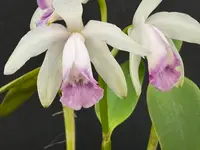 Cattleya intermedia marginata amethystina ‘Atacaduna’ - blooming size division