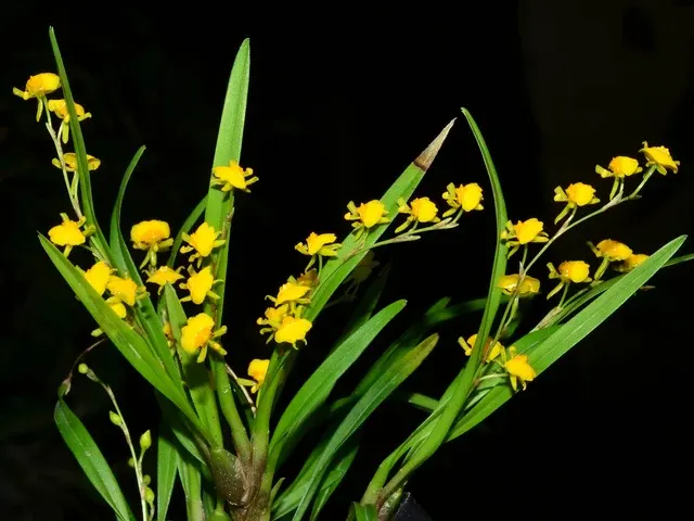 Oncidium gramineum (Oncidium)