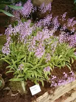 Stenoglottis longifolia — 9 cm / No