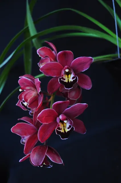 Cymbidium Black Silk 'Dreamer'