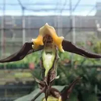 Catasetum gnomus 'Jumbo' 2.5" — Unrooted Import