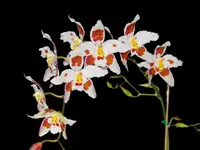 Oncidium Martian Leather