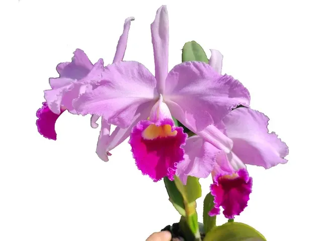 Cattleya C. G. Roebling (Cattleya)