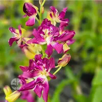 Dendrobium Orchid Betty Rose Mature Plant - With Buds/Flower