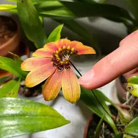 Bulbophyllum mastersianum