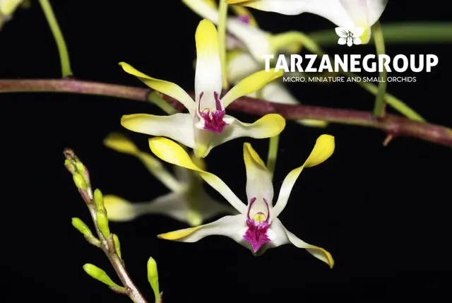 Dendrobium canaliculatum (Dendrobium)