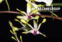 DENDROBIUM CANALICULATUM SMALL ORCHID POTTED