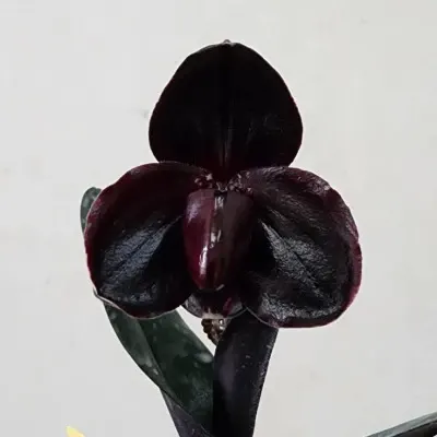 Paphiopedilum leuchochillum 'Black' (Paphiopedilum)