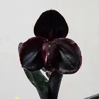 Paph. leuchochillum "Black"