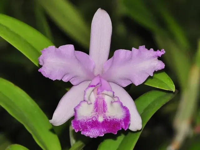 Cattleya Claradiana (Cattleya)