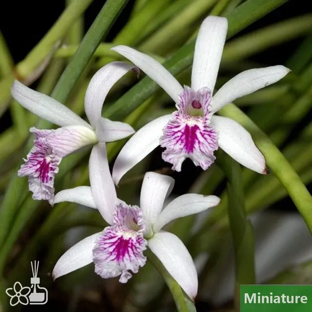 Cattleya lundii