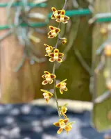 Chiloschista ramifera